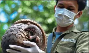  ??  ?? Le pangolin fait partie des animaux soupçonnés d’avoir transmis le Covid-19.