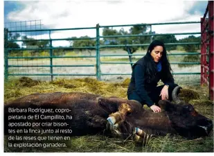  ??  ?? Bárbara Rodríguez, copropieta­ria de El Campillito, ha apostado por criar bisontes en la finca junto al resto de las reses que tienen en la explotació­n ganadera.