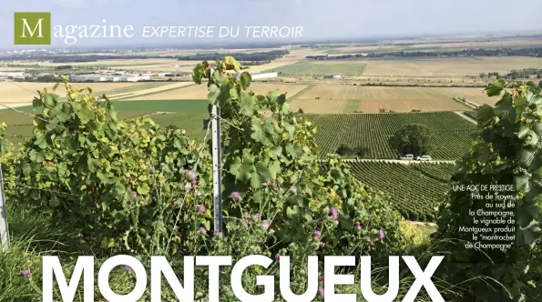  ??  ?? UNE AOC DE PRESTIGE. Près de Troyes,
au sud de la Champagne,
le vignoble de Montgueux produit
le “montrachet de Champagne”.
