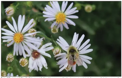  ?? (Special to the Democrat-Gazette/Janet B. Carson) ?? Some of the many varieties of asters, especially the white ones, are attractive to many insects including wasps that also prey on other pesky insects.