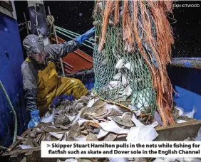  ?? DAN KITWOOD ?? > Skipper Stuart Hamilton pulls in the nets while fishing for flatfish such as skate and Dover sole in the English Channel