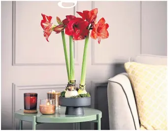  ?? ?? ● Gorgeous red amaryllis bring height and colour to a sitting-room side-table