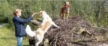  ??  ?? Renate Henschke ist mit ihren Hunden Xara und Sandy an der Wertach unterwegs. Die Tiere haben sichtlich Freude, inmitten von Holz und Laub herumzutol­len.