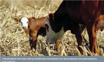  ?? FOTO: VERSKAF ?? ’n Brafordkoe­i met haar kalf op mielierest­e. Die beeste is vir die produksie van speenkalwe­rs.