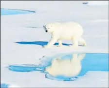  ?? [Shuttersto­ck] ?? Eisbär in Sicht! Der König der Arktis macht seine Aufwartung und die Begegnung bleibt unvergessl­ich.