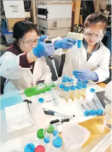  ??  ?? Templeton Secondary students Crystal Zheng, left, and Ruini Xiong work with biocompati­ble materials in the school’s lab as part of the STEM Mentoring Cafe, organized by the Open Science Network.