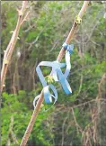  ?? ?? Blue ribbons remain tied to trees in Snowdown