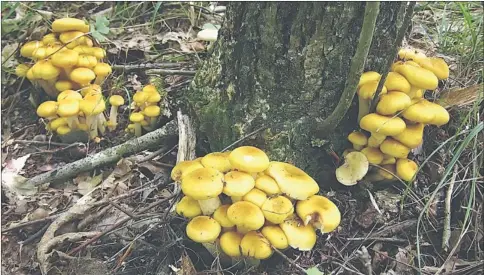  ??  ?? FluFfob: Armillaria fungi grow on decaying wood.