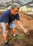  ??  ?? Danny Rubio shows vermicast fertilizer produced by African nightcrawl­ers at Kahariam Organic Farm.