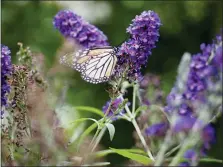  ?? JOHN DAMIANO VIA AP ?? A monarch butterfly on on flowers in Glen Head, N.Y. The use of chemicals against garden pests threatens bees, butterflie­s and other pollinator­s.