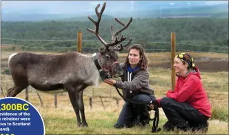  ?? Picture: Trevor Martin ?? „ Louise de Raad and Andi Probert, from Cairngorm Reindeer, put a GPS collar on one of herd’s 150 animals.