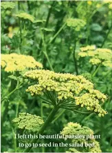  ??  ?? I left this beautiful parsley plant to go to seed in the salad bed.