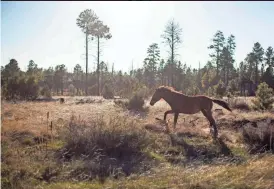  ?? PAT SHANNAHAN/THE REPUBLIC ?? The Heber Herd has drawn scrutiny as it has grown in the years after the Rodeo-Chediski Fire.