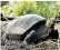  ?? ?? Researcher­s hope more ‘fantastic giant tortoises’ like Fernanda will be found on the island