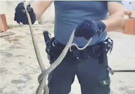  ??  ?? A ladder snake was removed from roof tiles