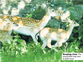  ??  ?? Keeping close The young deer stay next to their mum