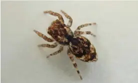  ?? Cornwall. Photograph: Tylan Berry ?? The newly identified jumping spider found on the University of Exeter’s Penryn campus in