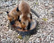  ??  ?? Fox kits spill over each other in pursuit of sap from a freshly cut tree.