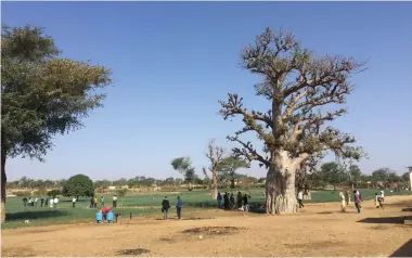  ??  ?? A BAOBAB tree next to one of the agricultur­al farms using Israeli drip irrigation east of Senegal.