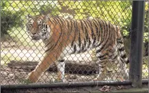  ?? Ned Gerard / Hearst Connecticu­t Media ?? Zeya, one of two Amur tigers at Connecticu­t’s Beardsley Zoo in Bridgeport. Zeya is scheduled to leave the zoo Tuesday.