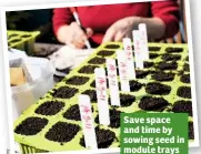  ??  ?? Save space and time by sowing seed in module trays