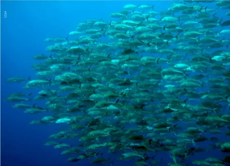  ??  ?? BELOW Schooling jack off Balicasag Island