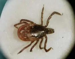  ?? APFILE ?? HAZARDOUS: A black-legged tick, or deer tick, is shown under a microscope.