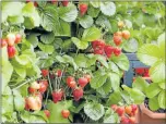  ??  ?? RIPE HARVEST: Strawberry plants have a trailing growth habit. They are successful­ly grown in hanging baskets and the “runners” they produce will ensure your harvest is extended for many additional weeks