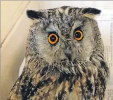  ?? Photo: Charlotte Clough. ?? The efforts of the vet and her helpers gave this rainsodden, starving long-eared owl a second chance.