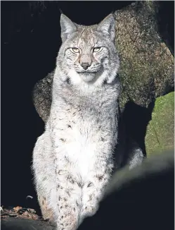  ??  ?? Wildlife campaigner­s are pressing for the reintroduc­tion of six lynx in Kielder Forest for a five-year period. The applicatio­n will be considered by Natural England.