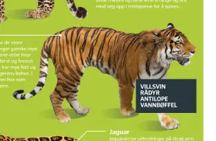  ??  ?? Tiger Tigeren er den største av de store kattedyren­e, og den trenger ganske mye mat. Favorittby­ttet varierer etter hvor de lever, men de spiser først og fremst store pattedyr. Pattedyr har mye fett og proteiner som dekker tigerens behov. I dårlige...