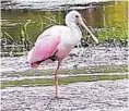  ?? ERIC SEALS DETROIT FREE PRESS VIA AP ?? A roseate spoonbill in a marshy area of Wilderness Park in Saline, Mich.