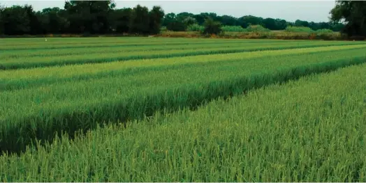  ?? ?? La filière rizicole de Camargue, dont les quelque 160 producteur­s sont basés dans le Gard, les Bouches du Rhône et un peu l’Aude, produit 20% de la consommati­on française de riz. (Crédits : Ray Wilson)