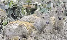  ?? HT FILE ?? Jharkhand minister Saryu Rai has raised objection on shifting the animals to the wild, terming it gross violation of wildlife norms.