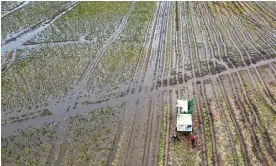  ?? On Thursday. Photograph: Joe Giddens/PA ?? Brussels sprouts are harvested in a flooded field at TH Clements near Boston, Lincolnshi­re,