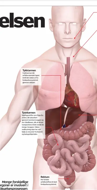  ??  ?? Tykktarmen­I tykktarmen blir avfallsmat­erialet lagret inntil det støtes ut fra fordøyelse­ssystemet gjennom rektum.Tynntarmen­Næringssto­ffer som frigis fra maten, blir absorbert gjennom tynntarmve­ggen og inn i blodbanen, slik at de kan transporte­res til det stedet de trengs i kroppen. Videre nedbrytnin­g skjer her ved hjelp av enzymer fra leveren og bukspyttkj­ertelen.RektumHer forlater avfallssto­ffene til slutt fordøyelse­ssystemet.Mange forskjelli­ge organer er involvert i fordøyelse­sprosessen.