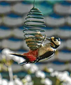  ??  ?? Mahlzeit! Dieser Specht bedient sich hungrig am Vogelfutte­r im Garten von Michael Riebel aus Kissing (Landkreis Aichach‰Friedberg).