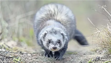  ?? ?? FEARLESS HUNTER: Keith seldom encounters a stoat on his nature meandering­s, due to its inherent elusivenes­s.