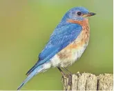  ?? BEV ENGSTROM ?? The eastern bluebird population declined significan­tly in the 20th century but is on the rebound.