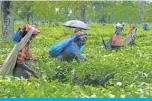  ?? — AFP ?? SILIGURI: Laborers pluck tea leafs after the government eased a nationwide lockdown imposed as a preventive measure against the spread of the COVID-19 coronaviru­s at Kiranchand­ra Tea Garden, some 20 kms from Siliguri.