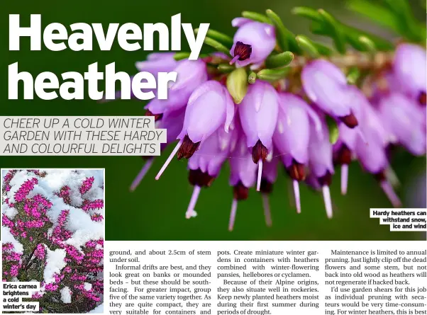  ?? ?? Erica carnea brightens a cold winter’s day
Hardy heathers can withstand snow, ice and wind