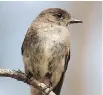  ?? EMILY BURTON ?? Eastern Phoebe reports are on the increase locally. These somewhat drab looking flycatcher­s habitually wag their tails.