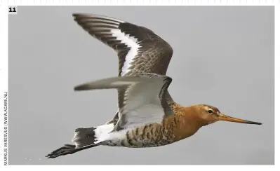  ??  ?? 11
11 Black-tailed
Godwit (Iceland, 17 June 2006).
A flight view like this of a Blacktaile­d Godwit should provide no identifica­tion conundrums. The black-and-white wing pattern, with broad white wing-bar, plus black tail contrastin­g with square white rump, coupled with the Persil-white underwing are enough to identify the bird to species level. The intense orange-red of the head, neck and flanks – plus the date and location! – mean it is quickly discernibl­e as a breedingpl­umaged bird of the islandica subspecies.