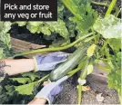  ??  ?? Pick and store any veg or fruit