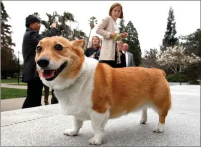  ?? The Associated Press ?? PUPPY LOVE: In this Feb. 15, 2011, file photo, Sutter, a Pembroke Welsh corgi belonging to California Gov. Jerry Brown and California first lady Anne Gust Brown, background, walks around the east steps of the Capitol in Sacramento, Calif. America’s dogs are having their day as the coronaviru­s keeps many people at home more with their pets and is spurring so much adoption and fostering that some shelters’ kennels have emptied. But while much is changing for people and pooches around the U.S., there’s at least one thing holding as steady as a dog with a favorite toy.
