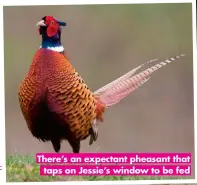  ?? ?? There’s an expectant pheasant that
taps on Jessie’s window to be fed