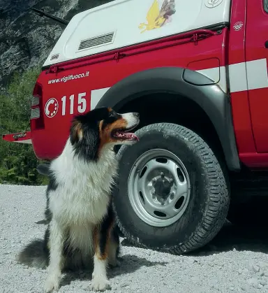  ??  ?? Unità cinofile Quattro operatori veneti e altrettant­i cani hanno lavorato sul luogo del disastro da martedì fino a ieri