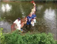  ?? EVAN BRANDT — MEDIANEWS GROUP ?? Rotary Club members remove the plastic ducks at the end of the annual Duck Race held in Manatawny Creek during Thursday’s GoFourth Festival.