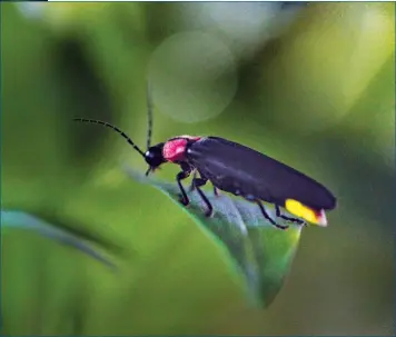  ??  ?? Fireflies produce their signature glow through organs located under their abdomen. Each blinking pattern is an optical signal that helps fireflies find potential mates. When predators such as lizards and birds attack, they secrete drops of blood that are filled with poisonous chemicals