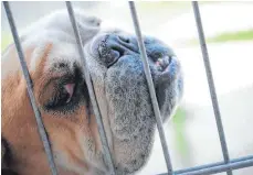  ?? FOTO: DPA ?? Atemnot, Röcheln oder Schnarchen, krumme Zähne: Auch Englische Bulldoggen gelten als überzüchte­t, da die kurze Nase und das platte Gesicht Atemwege, Augen und Gehirn einengen.